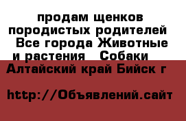 продам щенков породистых родителей - Все города Животные и растения » Собаки   . Алтайский край,Бийск г.